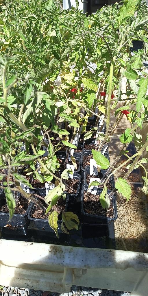 Tomatenplanten Moneymaker tomaten, Ophalen