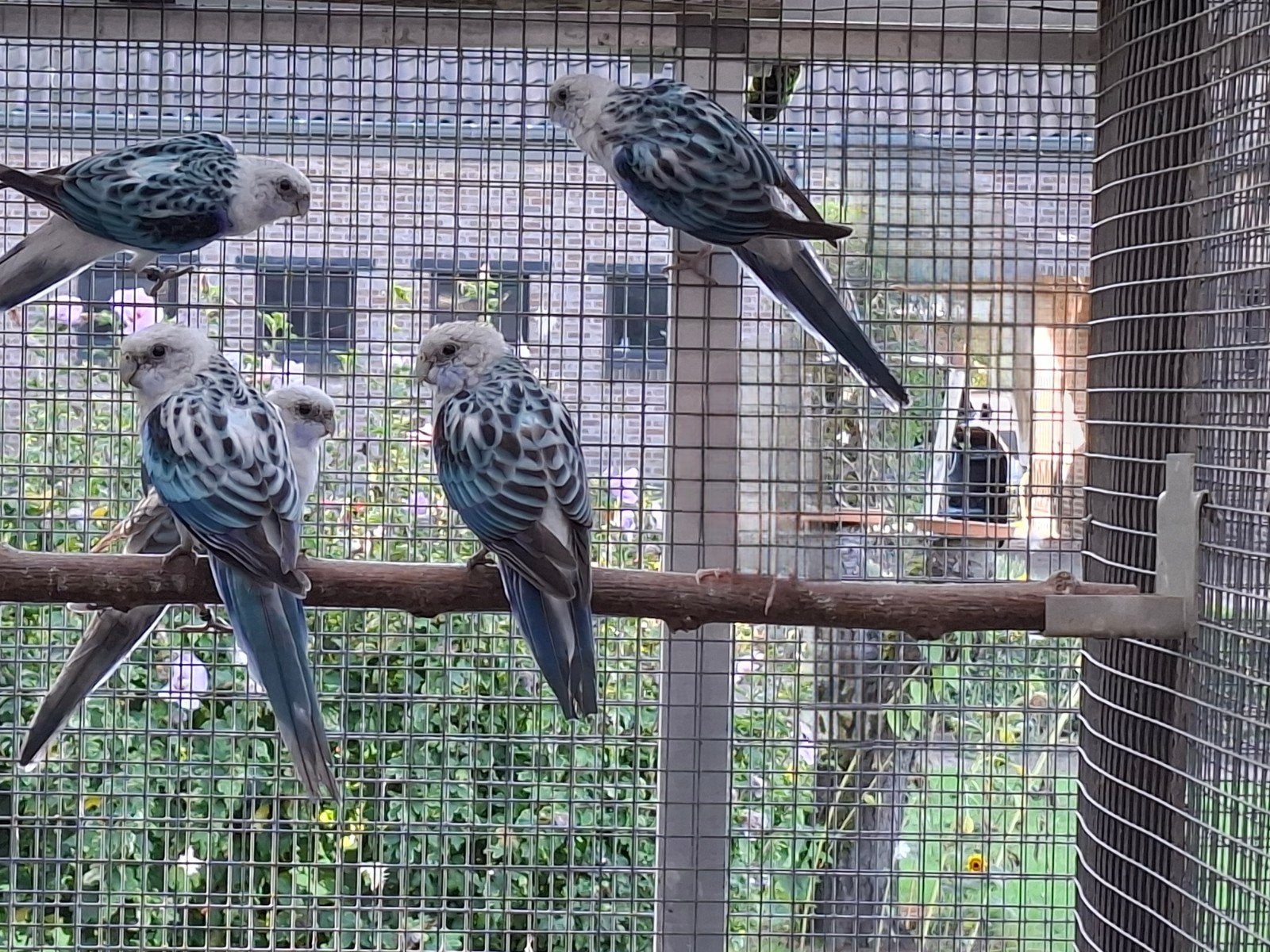 blauw opaline split golden, Dieren en Toebehoren, Vrouwelijk, Parkiet, Geringd