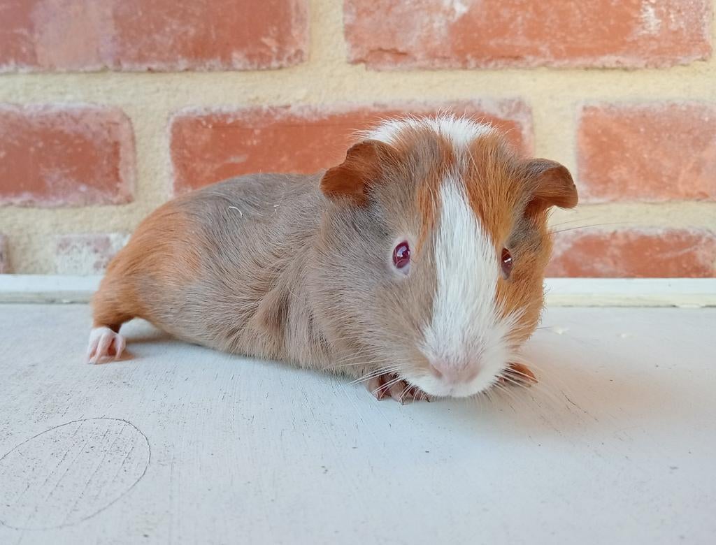 Cavia's, Septembre, Mâle, Cobaye