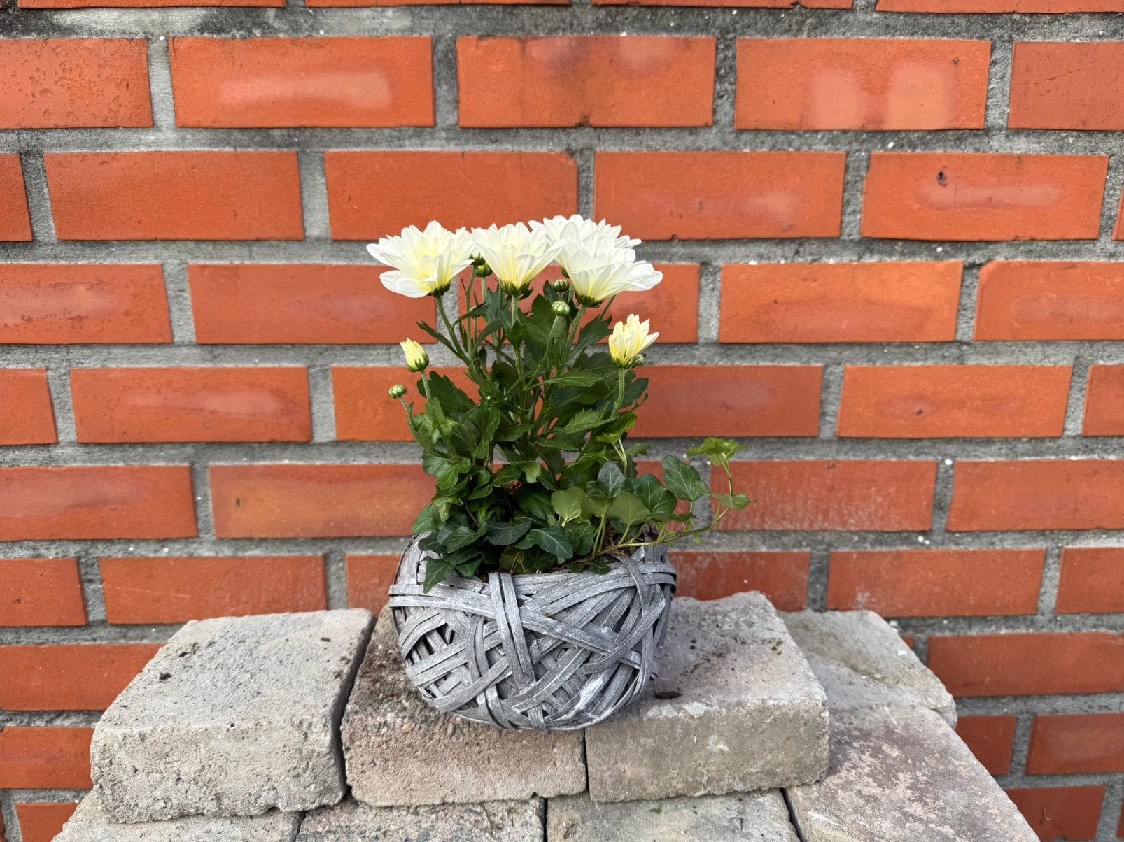 Opgevulde plantenmand, Ophalen, Nieuw