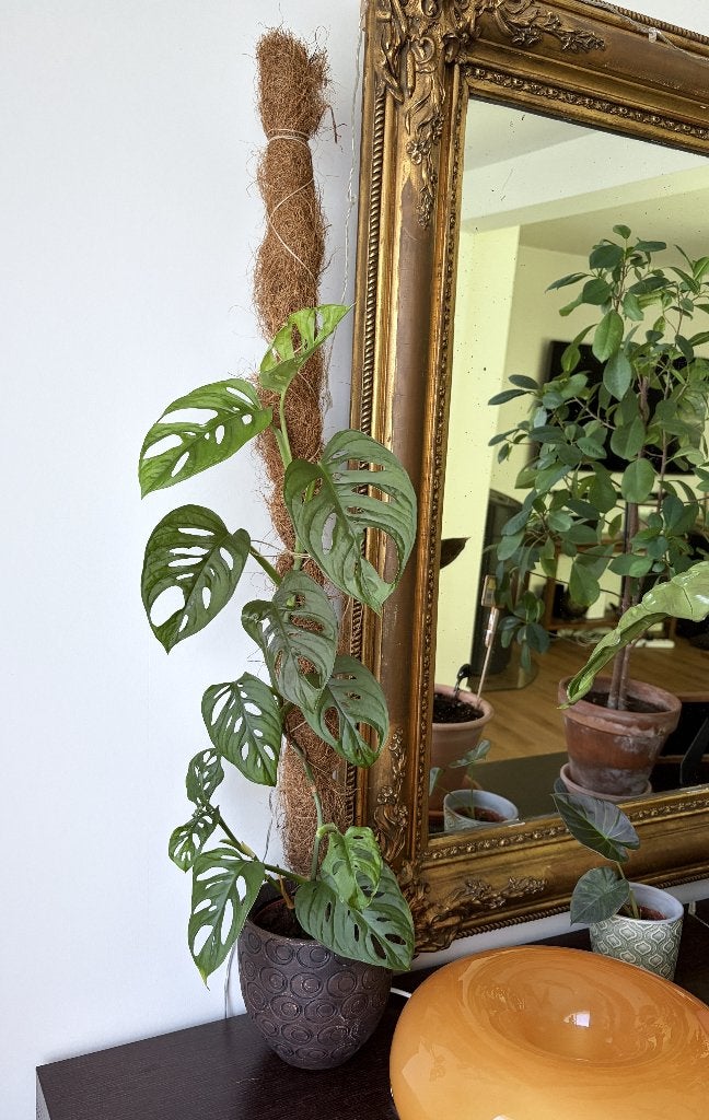 Monstera Adansonii, Monkey Leaf, echte plant + pot & stok, Huis en Inrichting, Kamerplanten, Overige soorten, Minder dan 100 cm