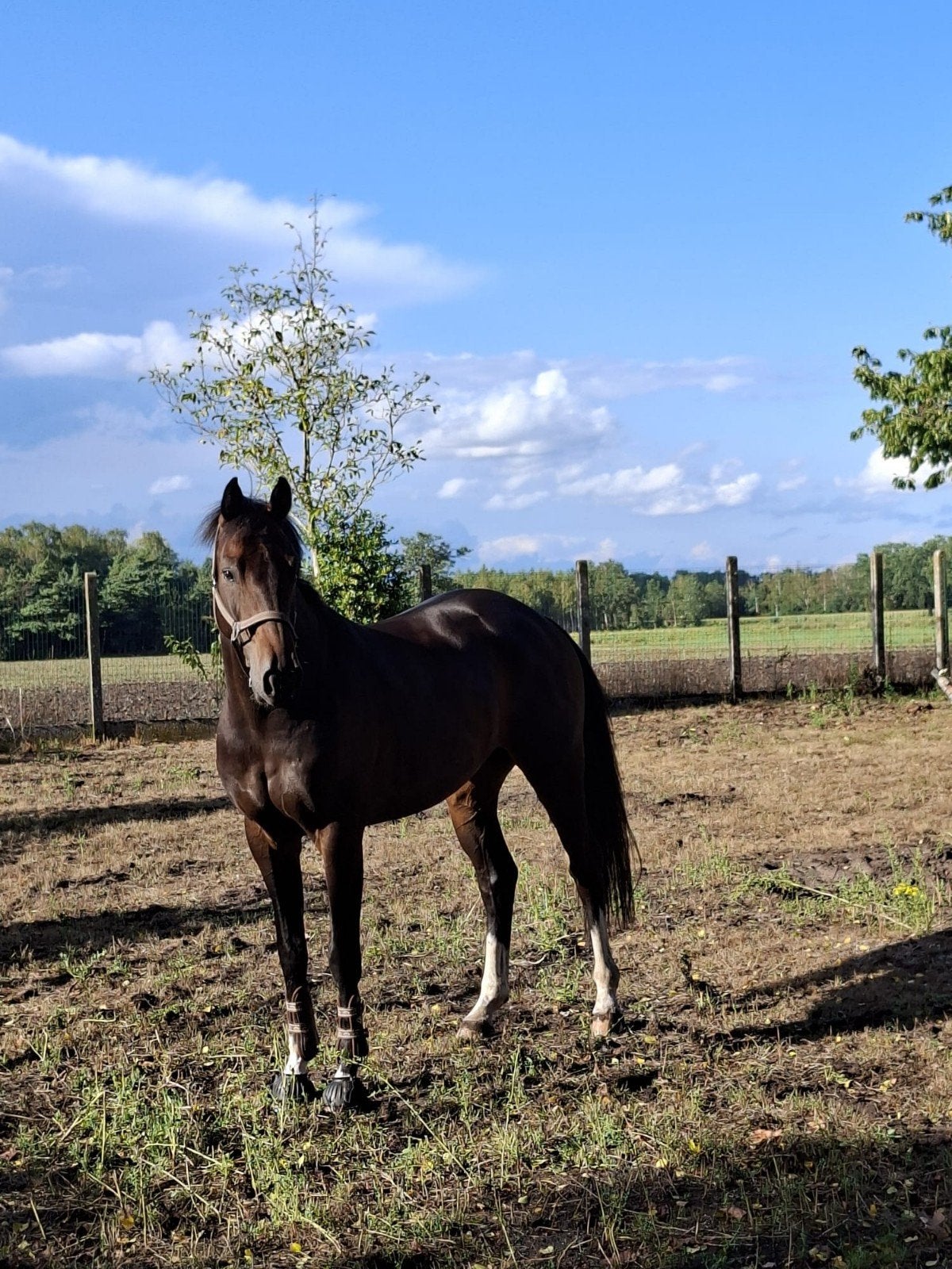 Topper, Dieren en Toebehoren, Met stamboom, Ruin, Dressuurpaard, 3 tot 6 jaar