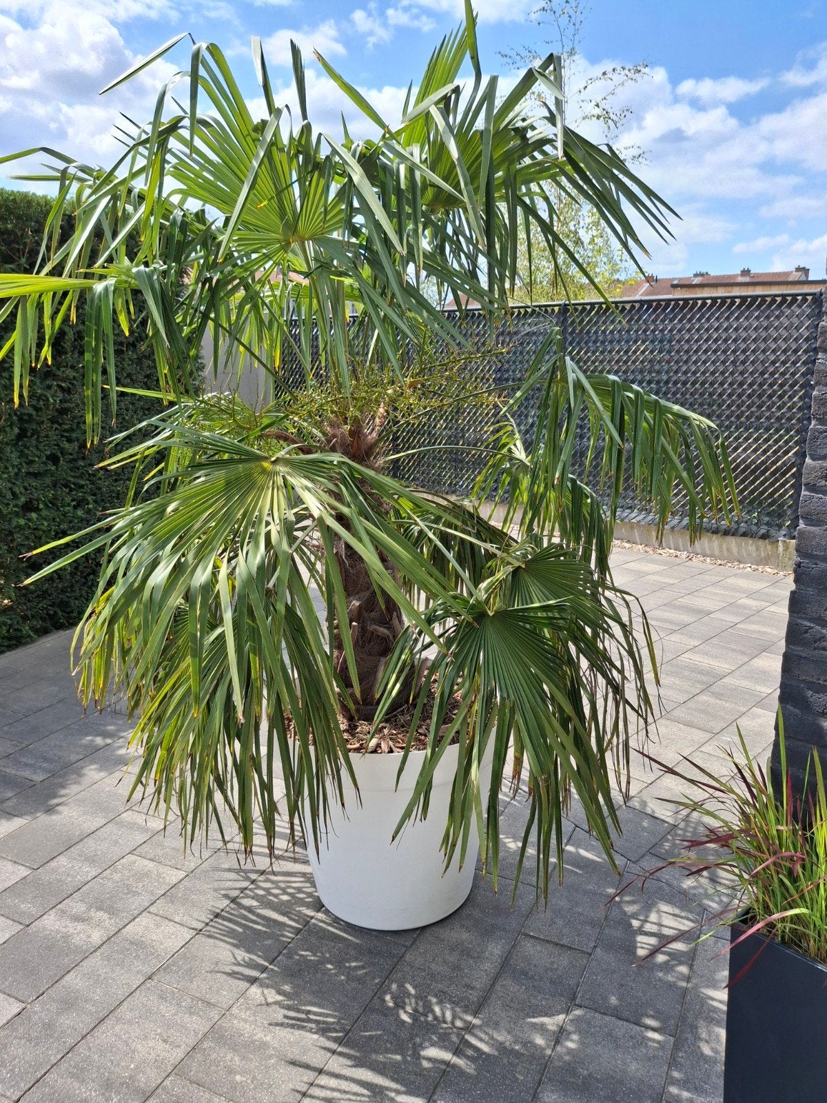 Wintervaste palmboom Trachycarpus fortunei, Enlèvement, Palmier