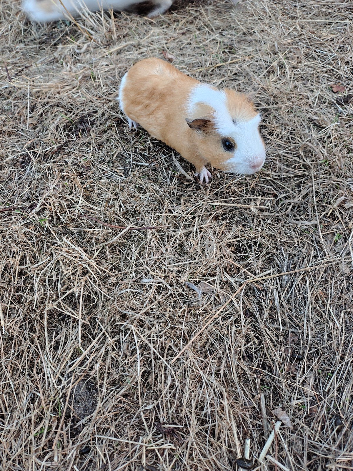 jonge cavia's, Dieren en Toebehoren, Knaagdieren, Juni, Cavia