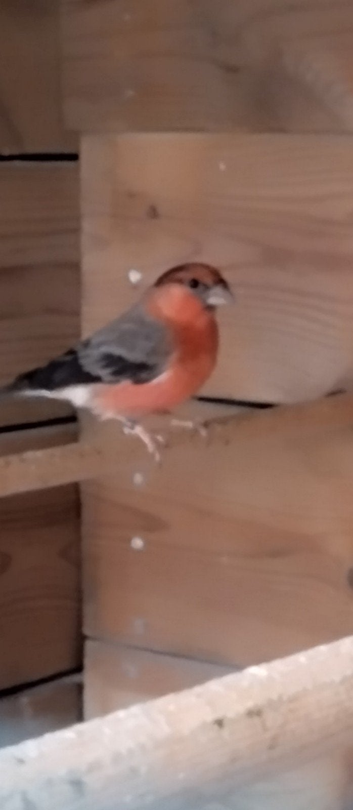 mex x Goudvink man van 23, Dieren en Toebehoren