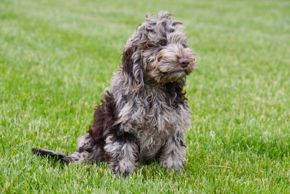 Cockapoo pups te koop - Chocolade en merle, Dieren en Toebehoren, 15 weken tot 1 jaar, Overige rassen, Buitenland, Parvo