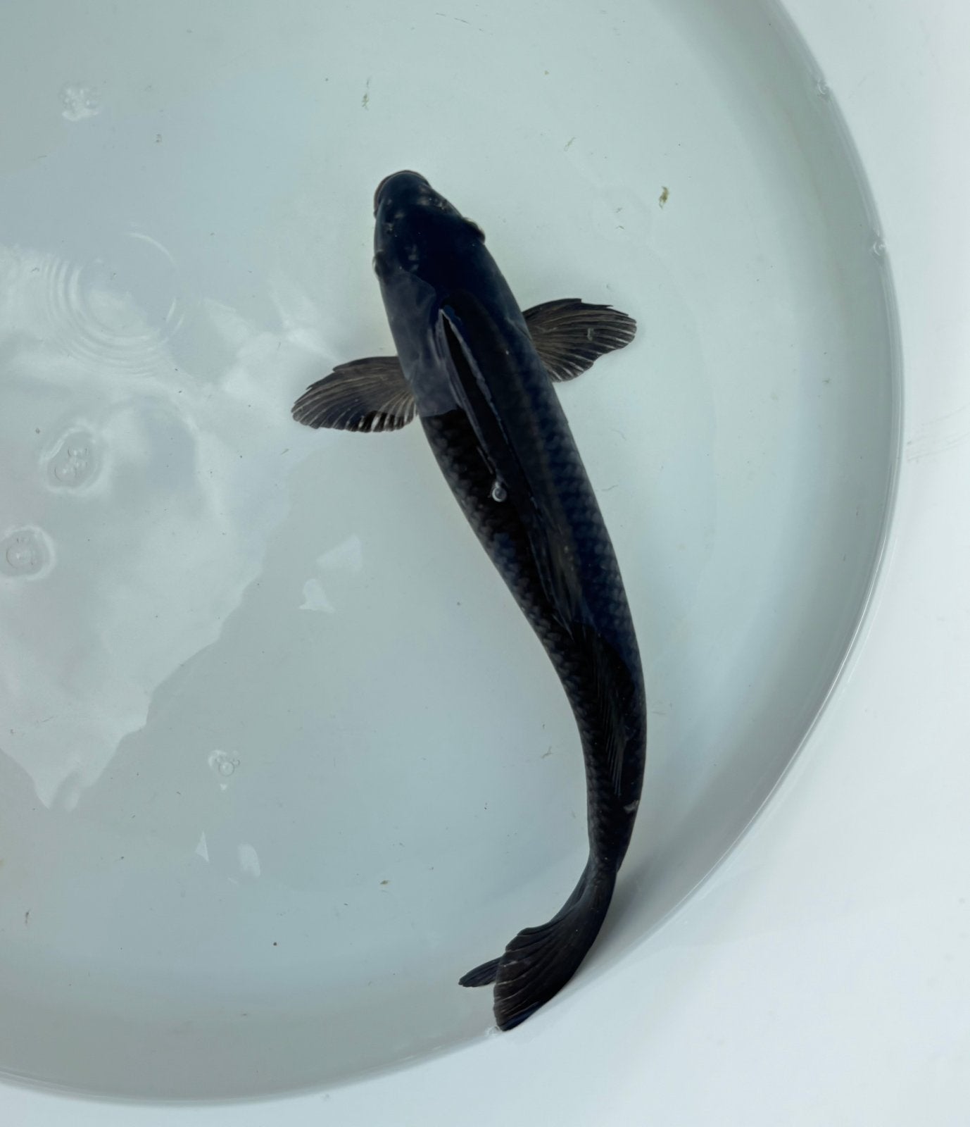Karasugoi koi 32 cm, Carpe ou Koï