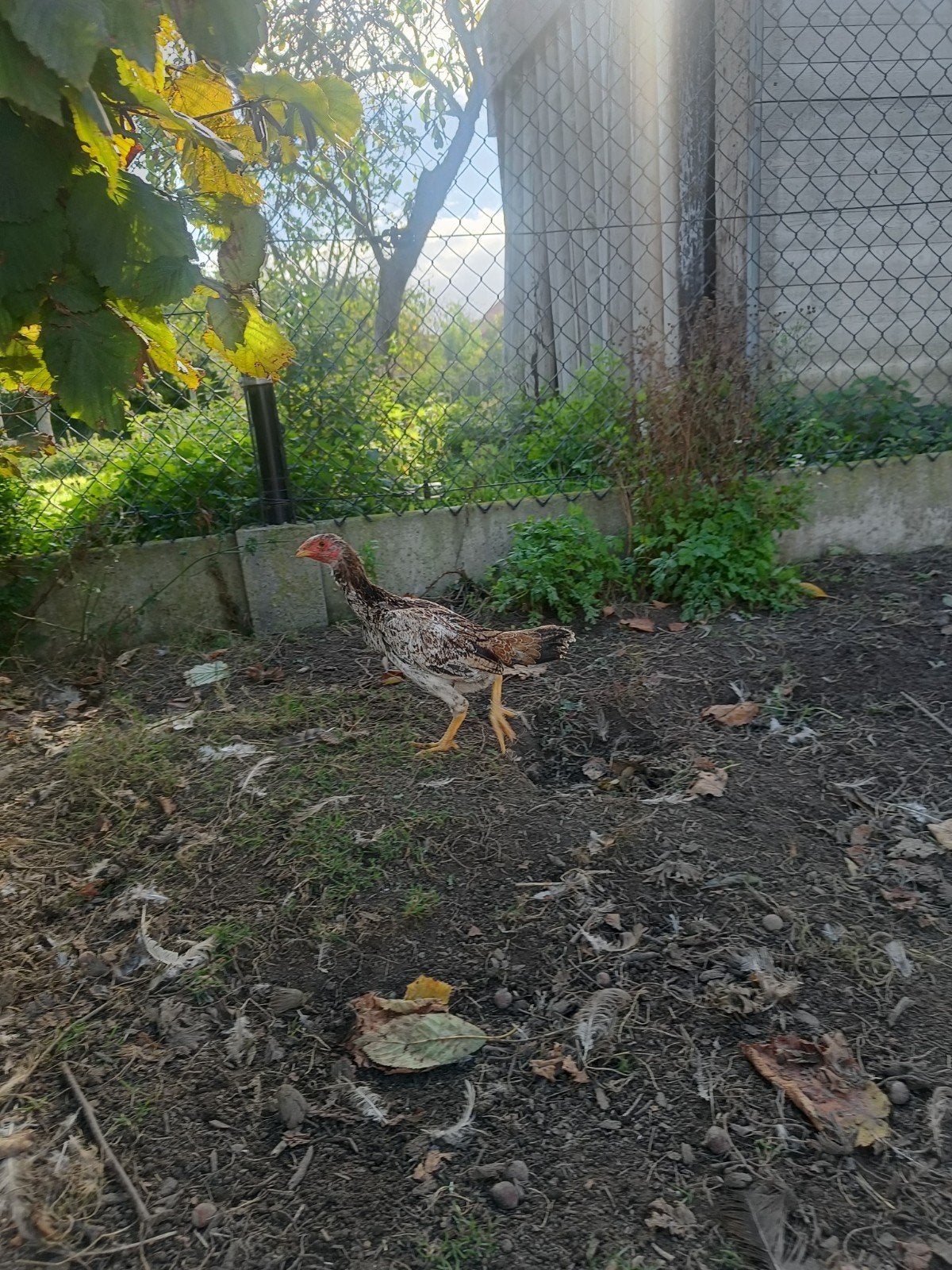 vecht kip, Dieren en Toebehoren, Kip