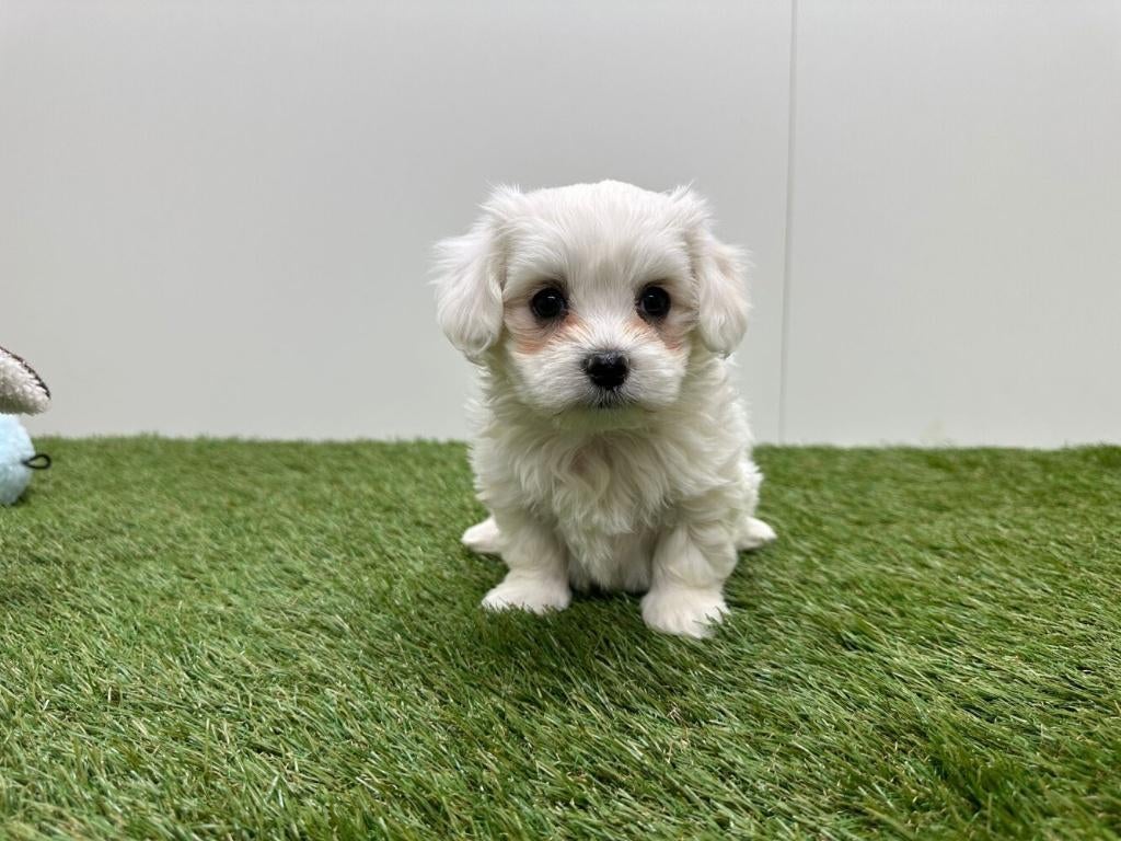 Portée de Chiots Bichon Maltais