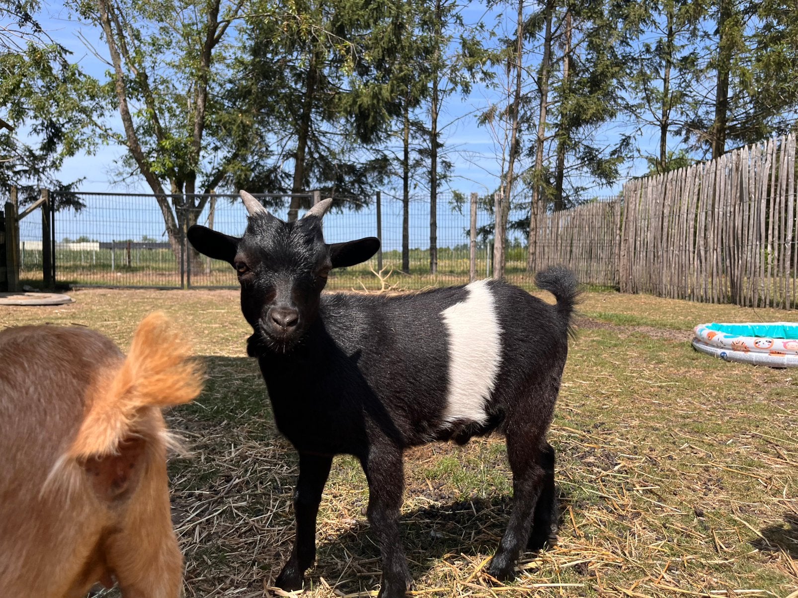 Tam zwart wit bokje, Dieren en Toebehoren, Schapen, Geiten en Varkens
