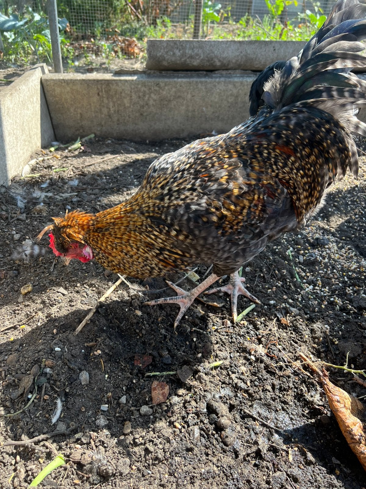 Ameraucana haan, Dieren en Toebehoren, Overige Dieren, Mei, Mannelijk