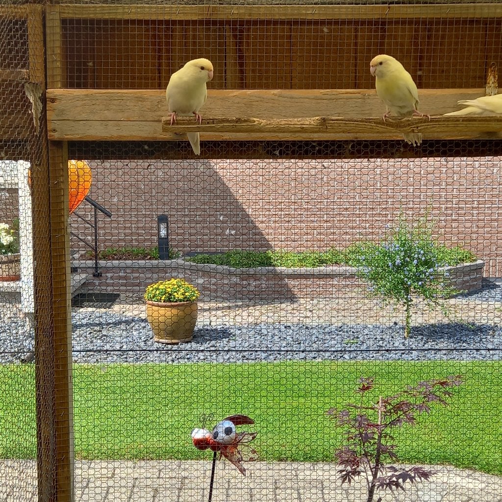 Kakariki, Dieren en Toebehoren, Parkiet, Geringd