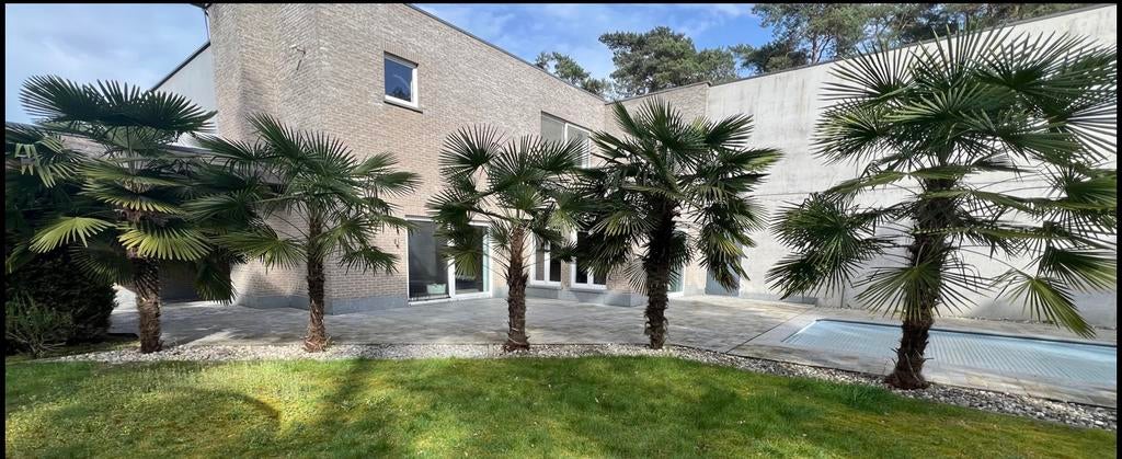 Winterharde palmbomen te koop, Tuin en Terras, Ophalen, Overige soorten, 250 tot 400 cm