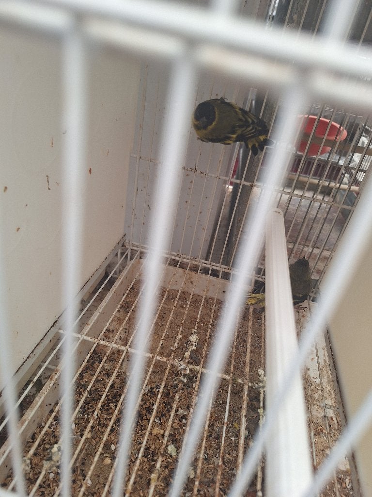 Vogels te koop, Dieren en Toebehoren, Meerdere dieren, Kleurkanarie