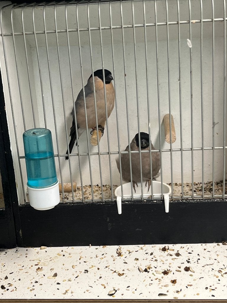 Noorse goudvink, Plusieurs animaux, Oiseau chanteur sauvage, Bagué