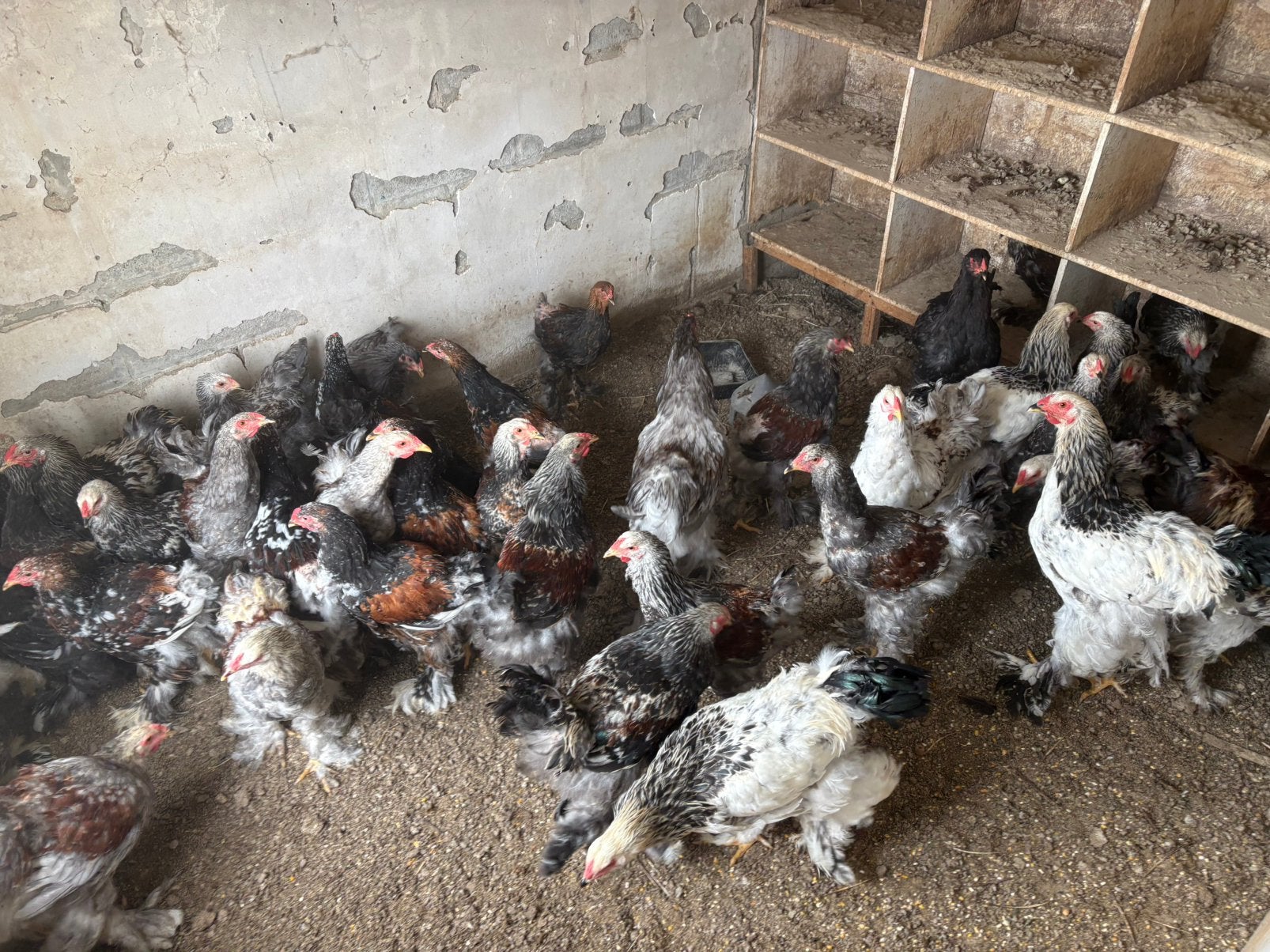 Brahma hanen voor kweek of slacht, Mannelijk, Kip