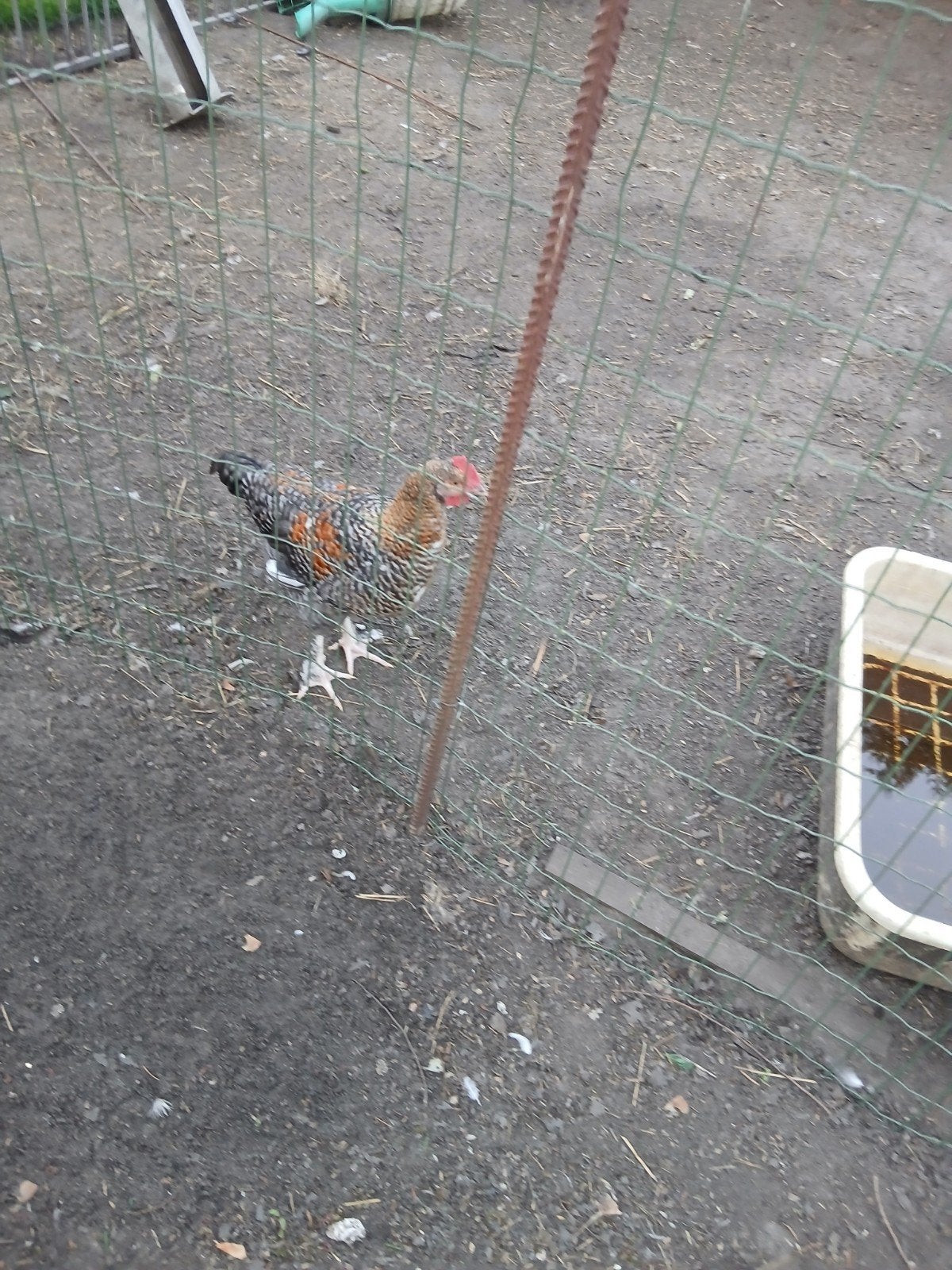 Hanen, Dieren en Toebehoren, Pluimvee