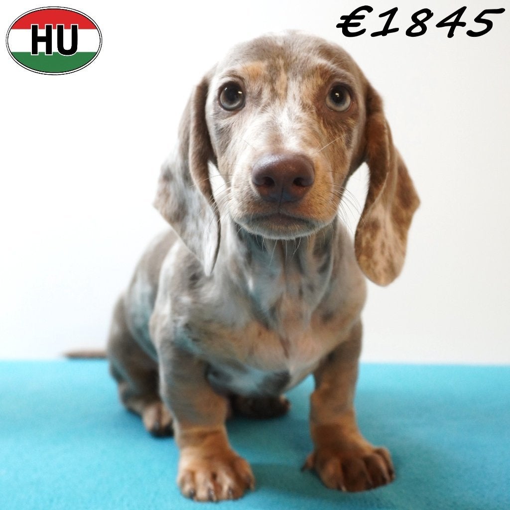Teckel à poil court, chiots mignons à vendre, 15 semaines à 1 an, Poils courts, Plusieurs animaux, Plusieurs