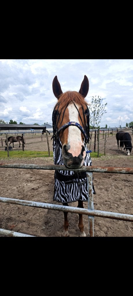 11-jarige vosse merrie zoekt 5* huisje, Avec puce électronique, Moins de 160 cm, Ne s'applique pas, Jument