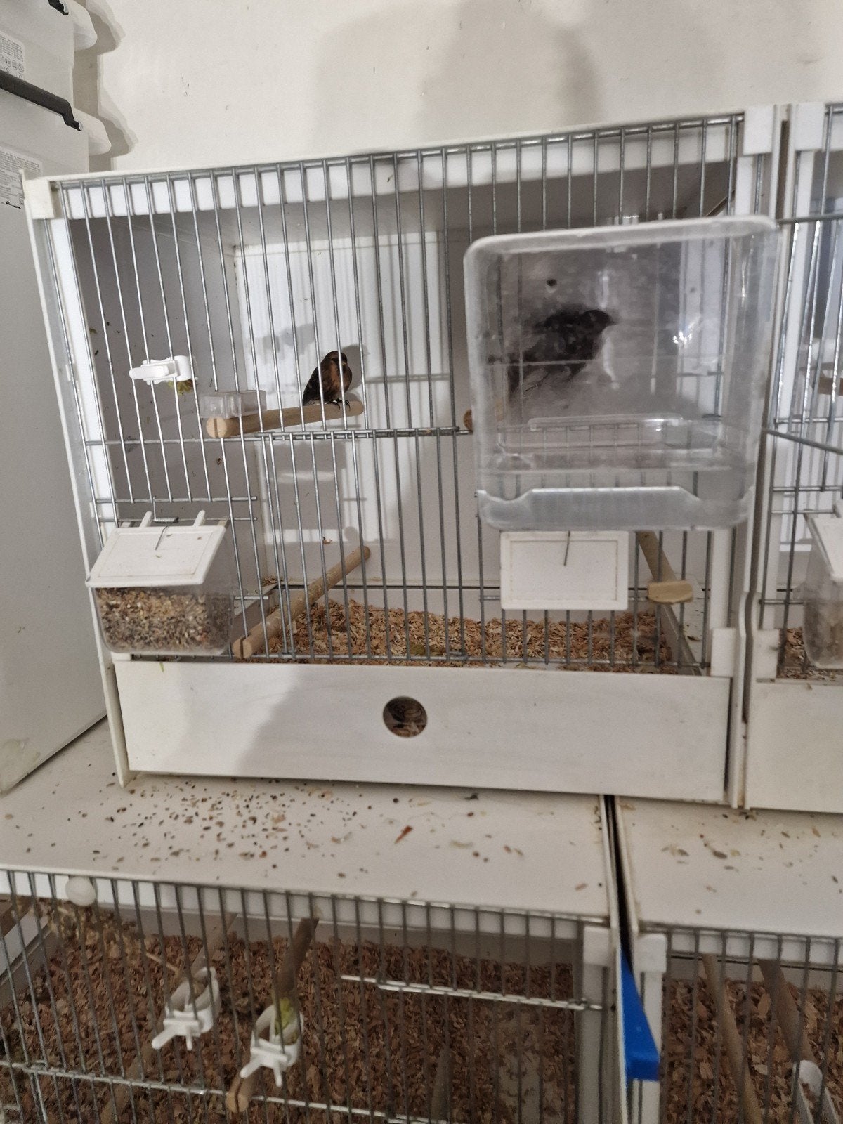 2 mannen, Dieren en Toebehoren, Ophalen