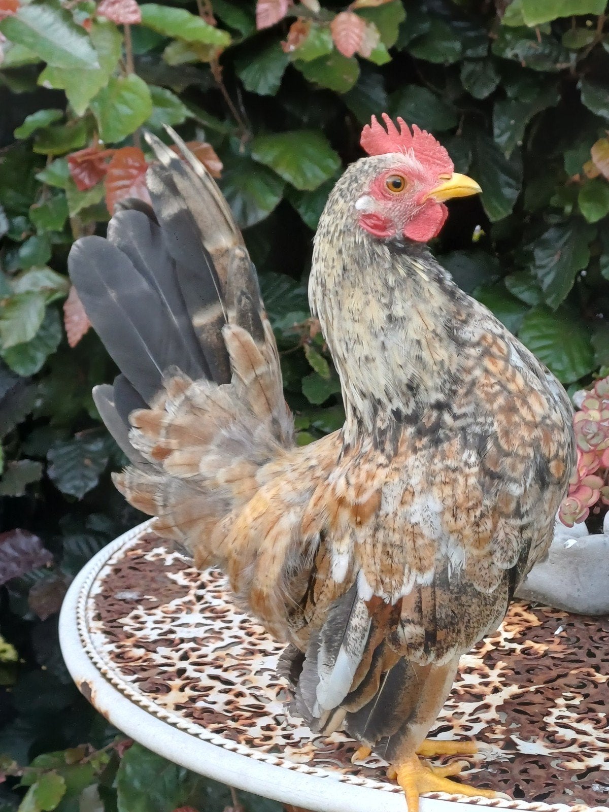 Jeune coq Serama, Mâle, Poule ou poulet