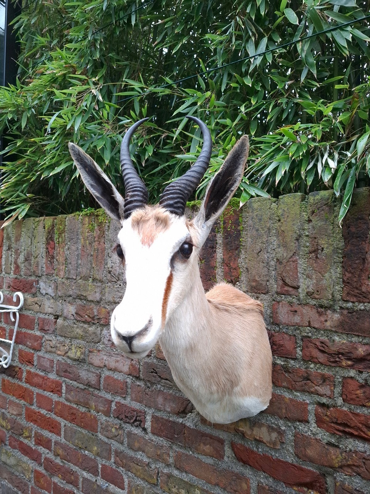 tête en peluche Springbok Africa Taxidermie Chasse Crâne Cer, Enlèvement, Animal sauvage, Bois ou Tête
