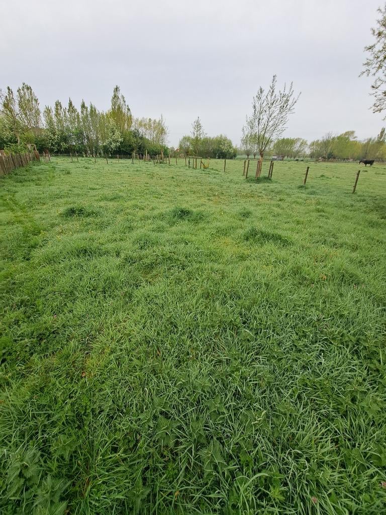 Weide en stal te huur, Dieren en Toebehoren, Stalling en Weidegang