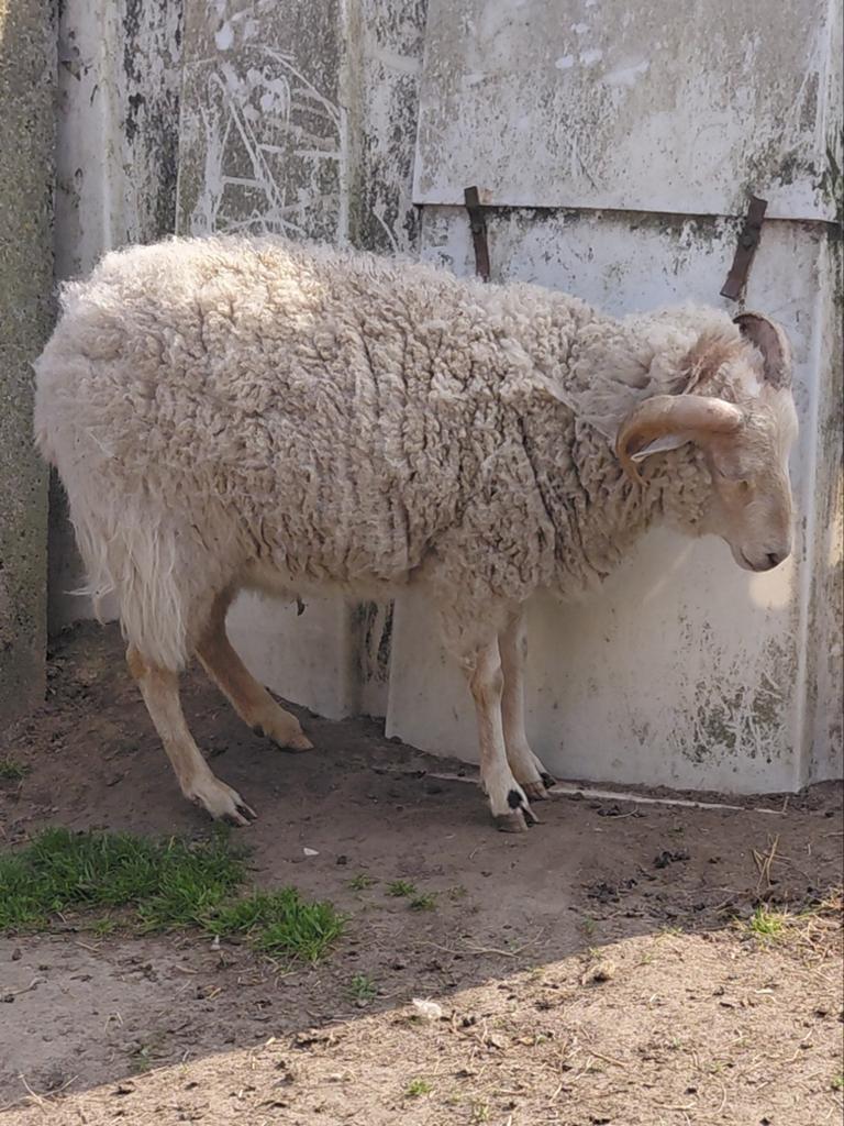 Ram gecastreerd, Dieren en Toebehoren