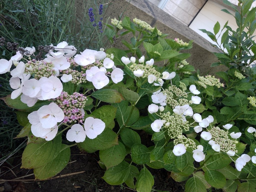 Hortensia blanc -bleu ou rose mauve et blanc +/- 30 cm, Enlèvement, Hortensia