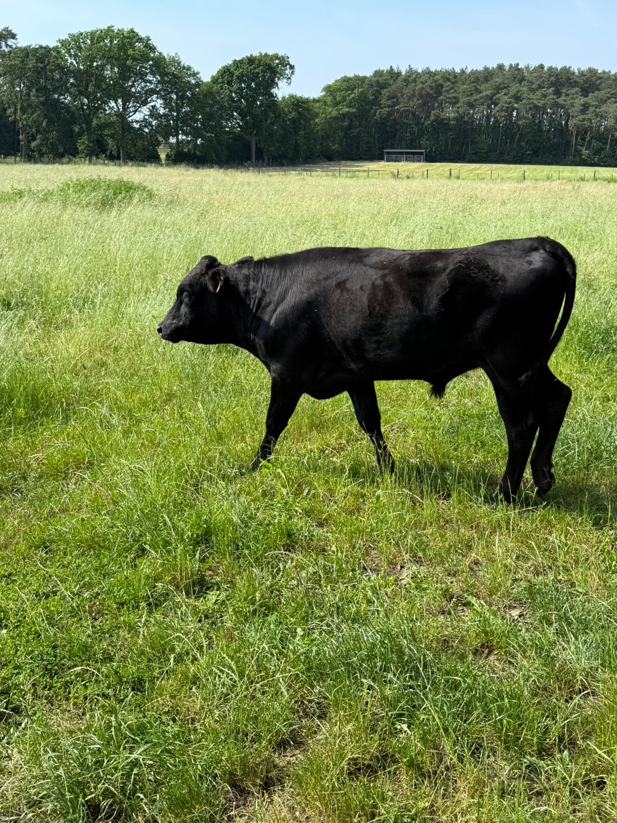 Wagyu