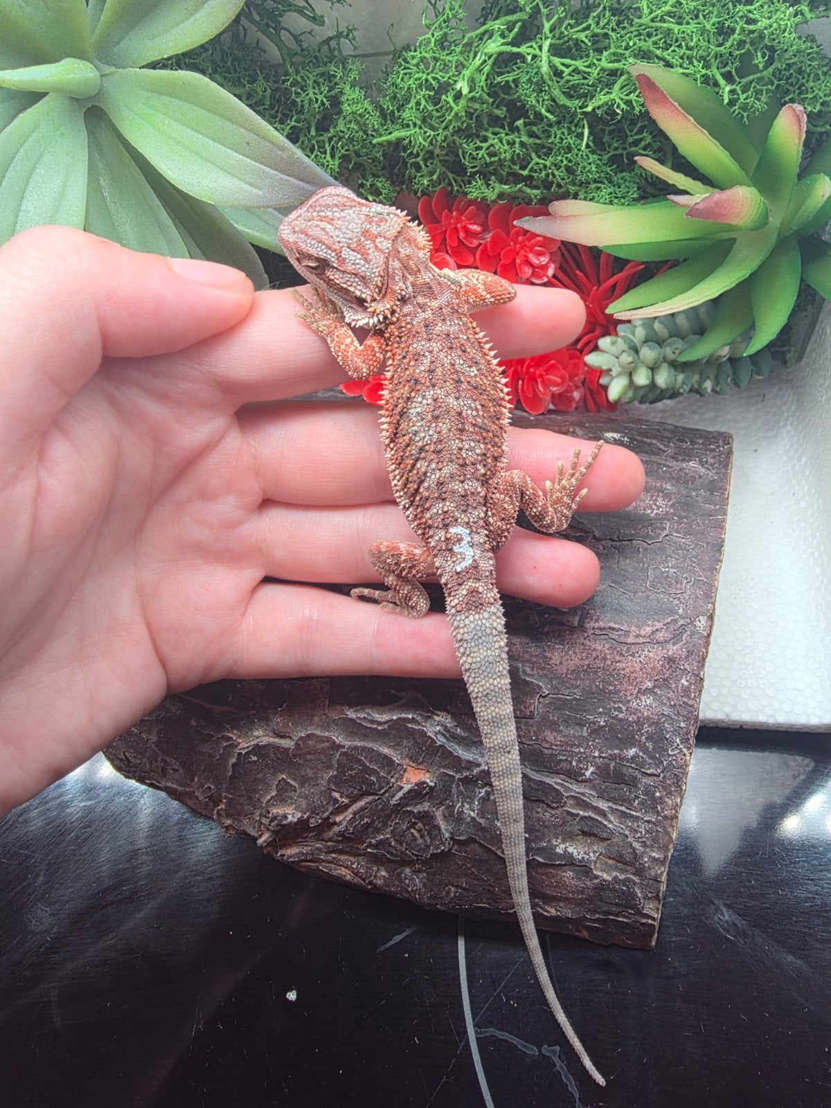 100% Red Monster Hypo Man (Baardagaam Top, Dieren en Toebehoren, Reptielen en Amfibieën