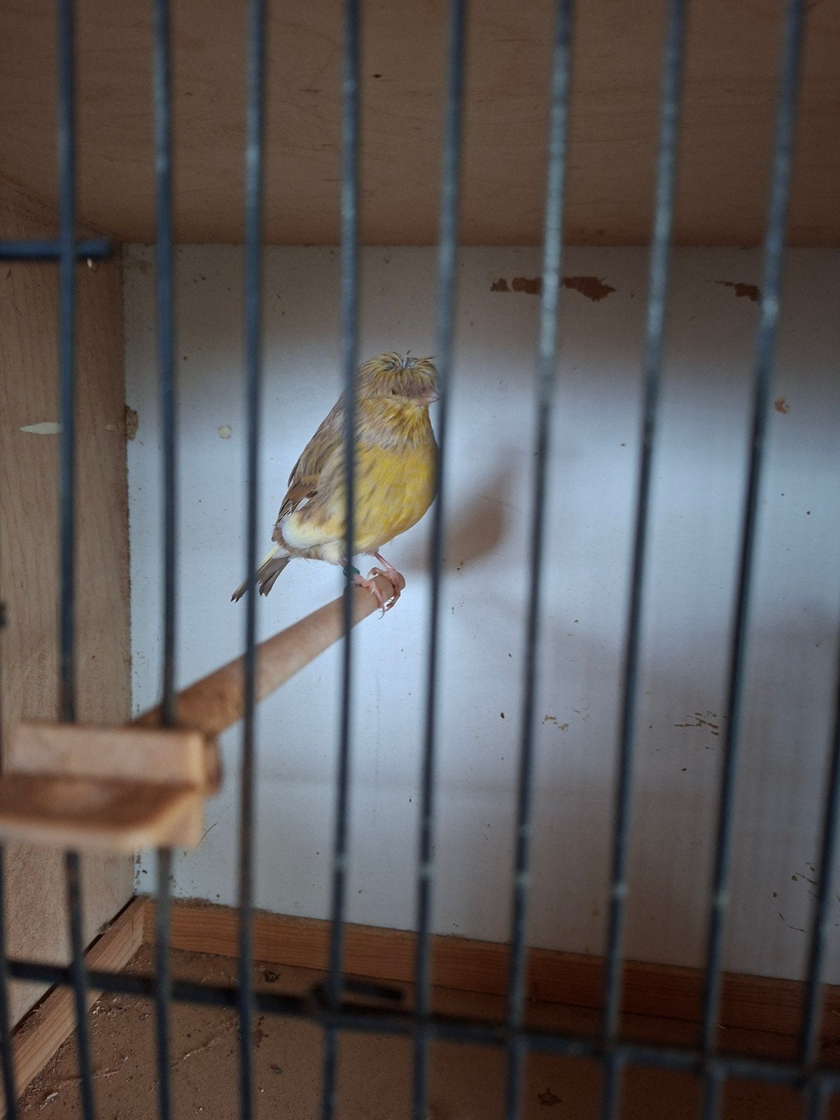 gloster, Animaux & Accessoires