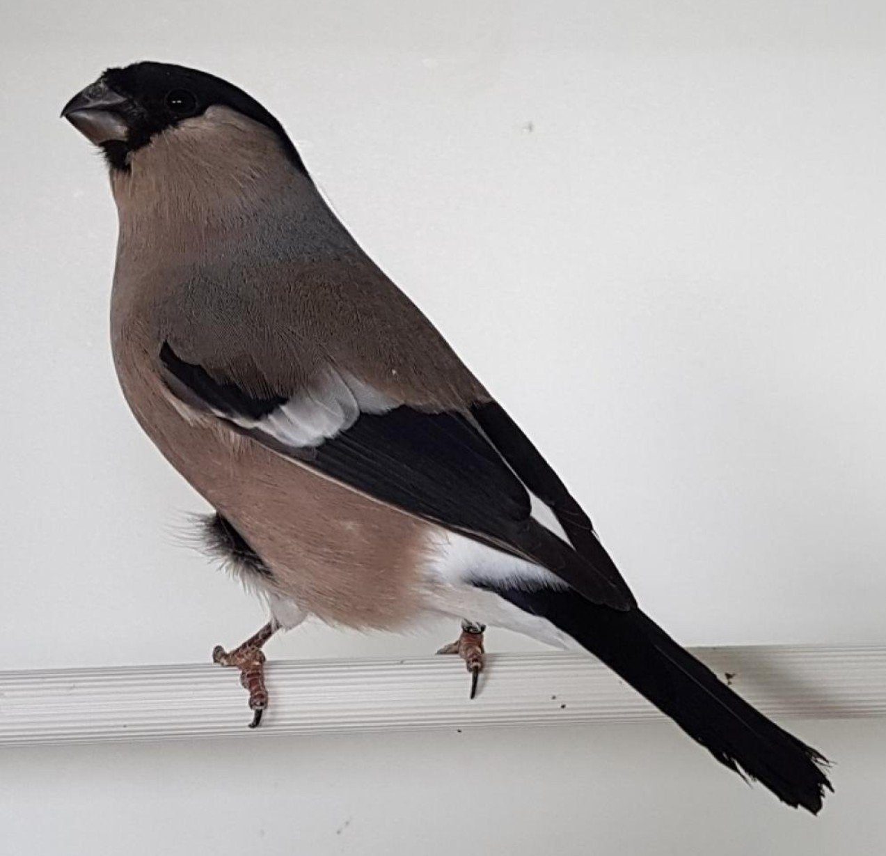 Goudvink pop gezocht, Dieren en Toebehoren