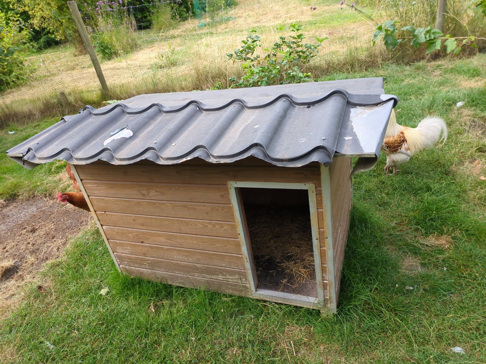 Pluimvee/hondenhok, Dieren en Toebehoren