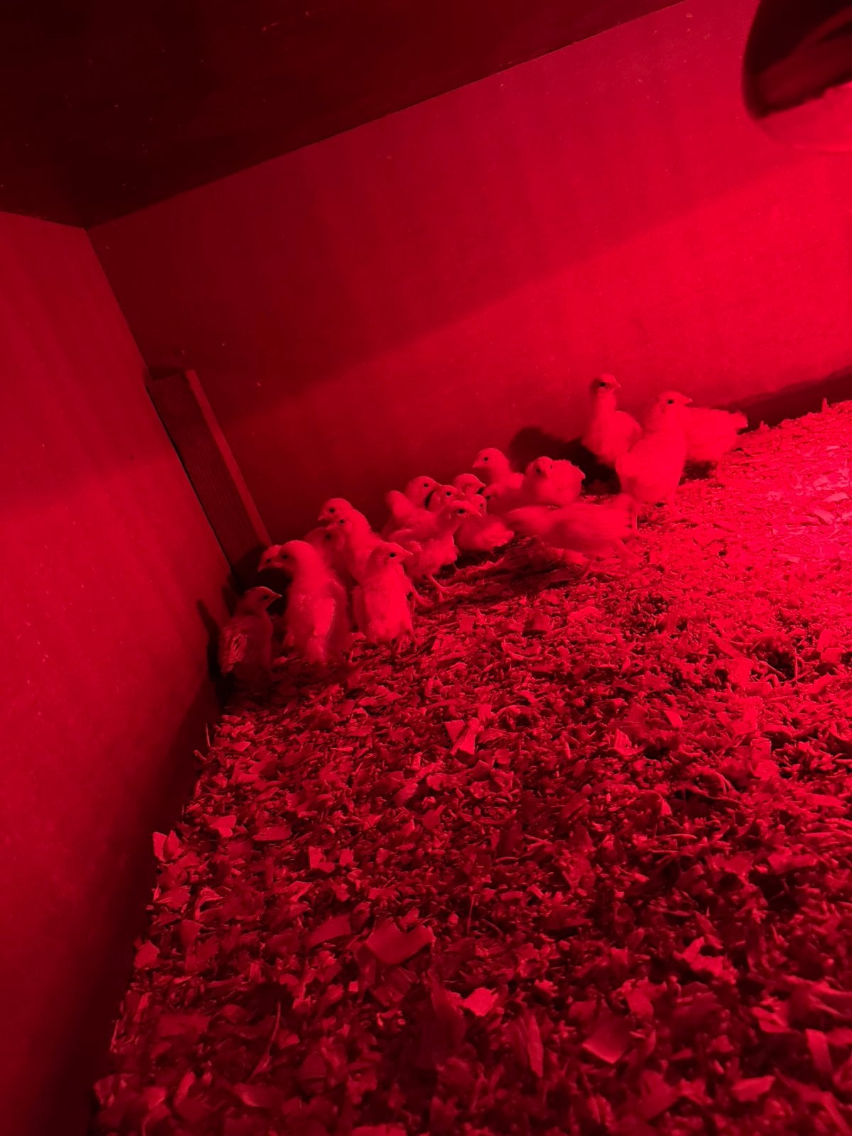 Kuikens +- 3 weken, Dieren en Toebehoren
