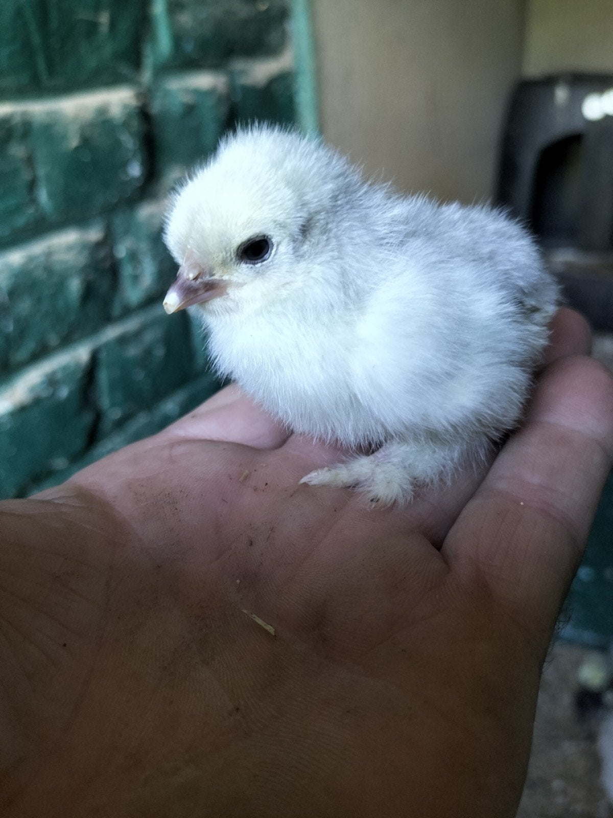 Cochin kriel kuikentjes. Parel grijs
