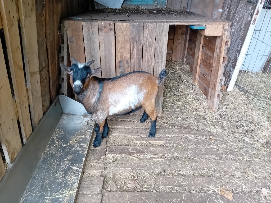geitjes, Animaux & Accessoires, Plusieurs animaux, Chèvre, 0 à 2 ans