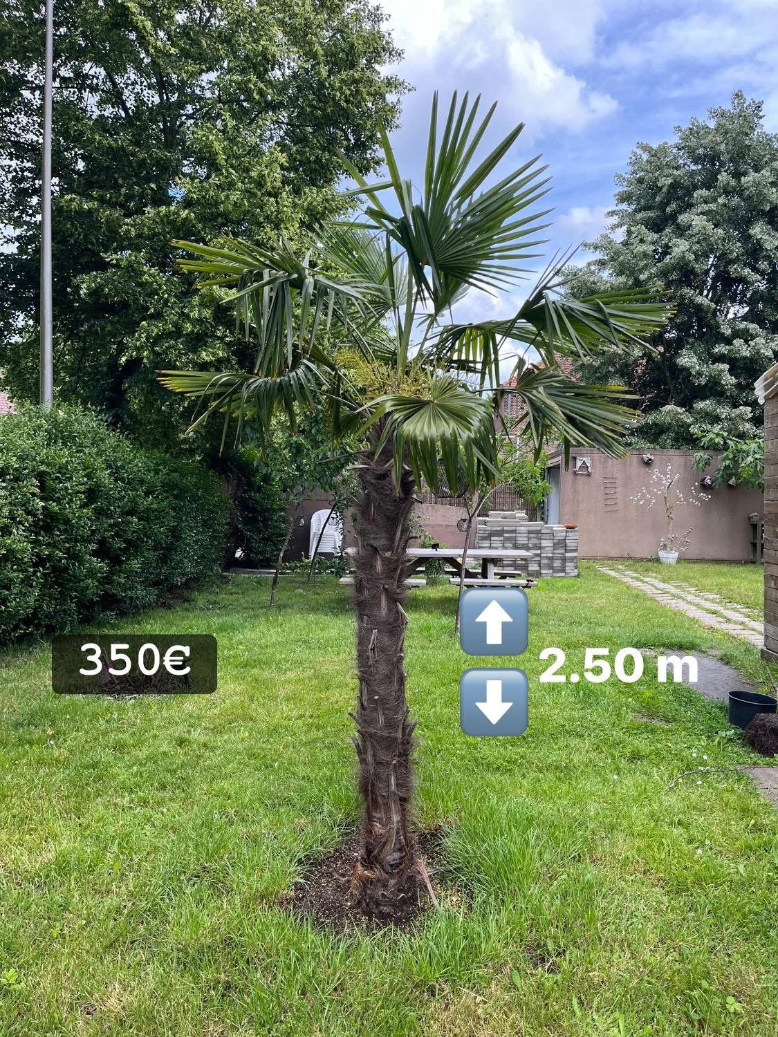 Palmboom te koop, Tuin en Terras, Planten | Bomen, Ophalen