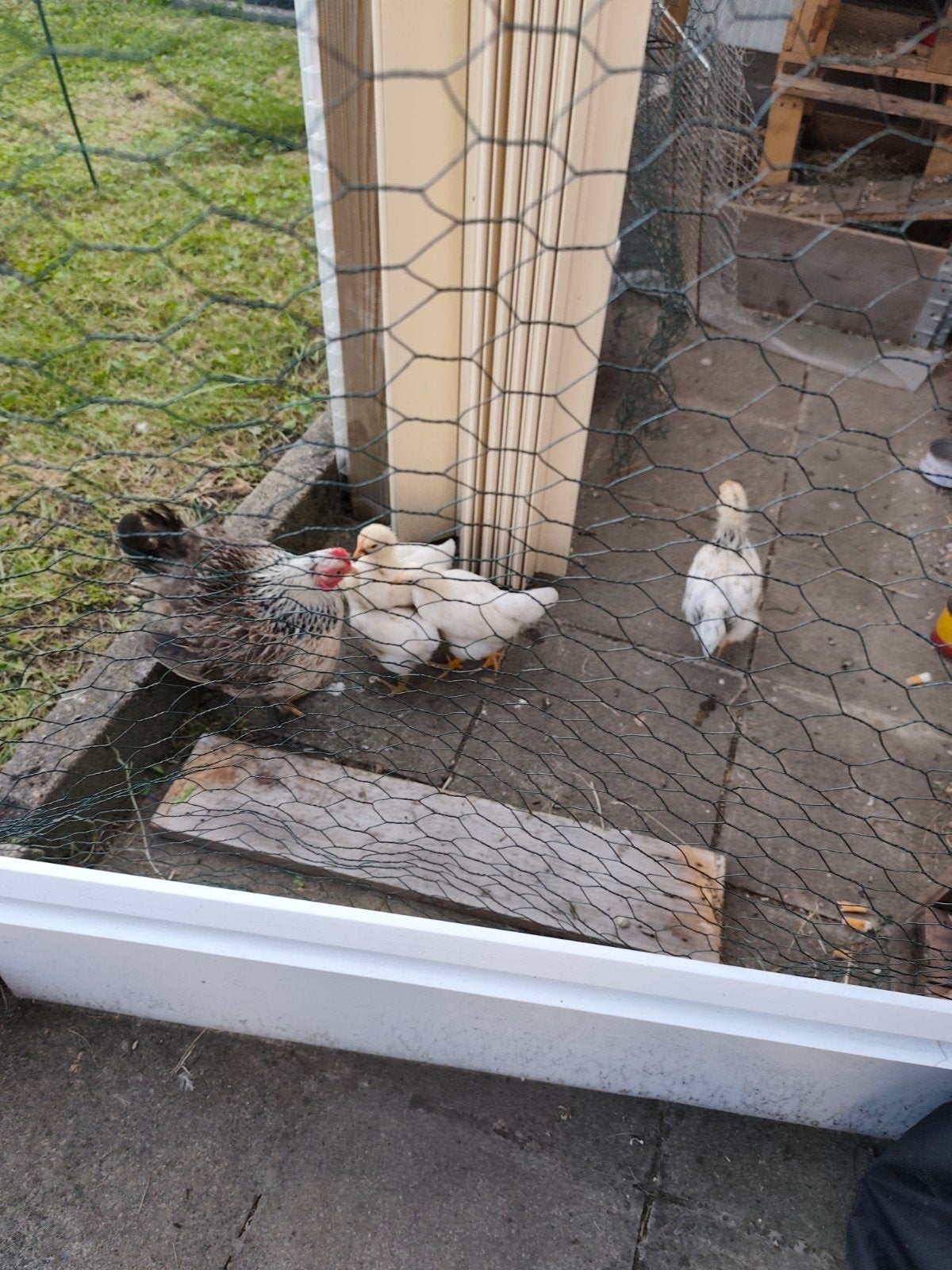 Enclos 3m 3m( lot)avec poule pondeuse