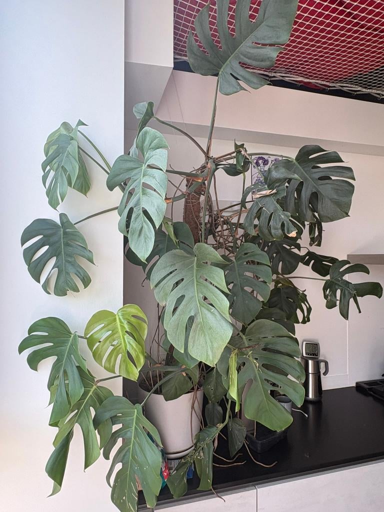 Monstera deliciosa – grande plante d’intérieur, Huis en Inrichting, Kamerplanten, Ophalen