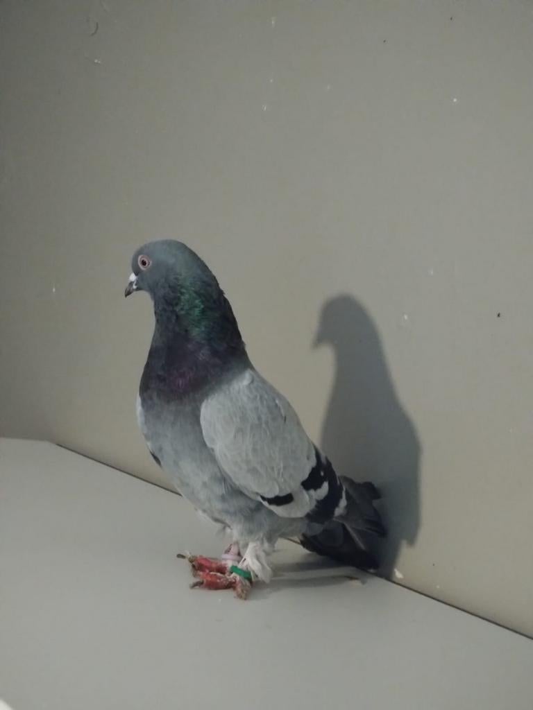 Takla mannelijk, Dieren en Toebehoren, Ophalen