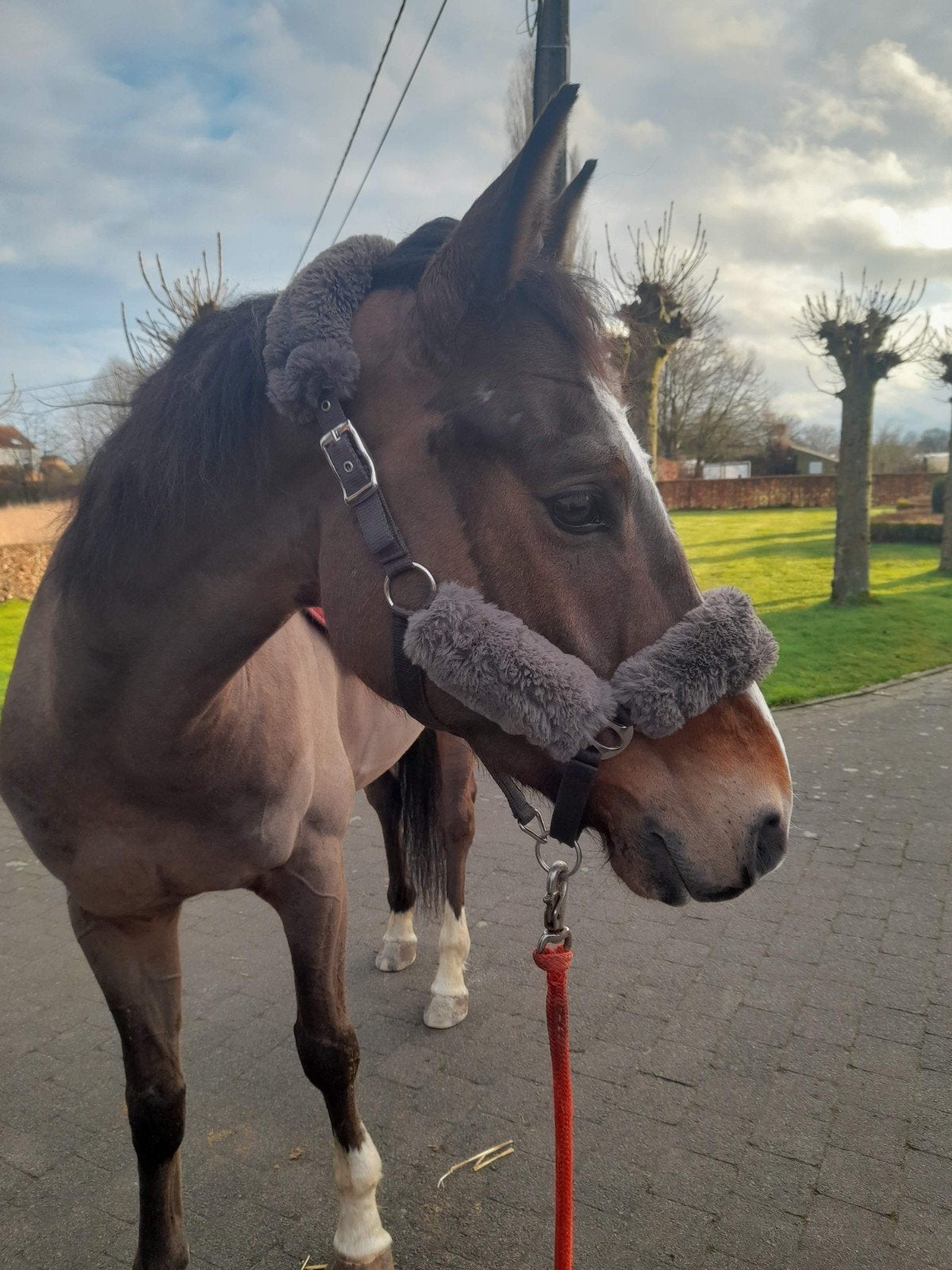 Super lieve ruin, Dieren en Toebehoren, Paarden, Met stamboom, Ruin, 7 tot 10 jaar, 160 tot 165 cm