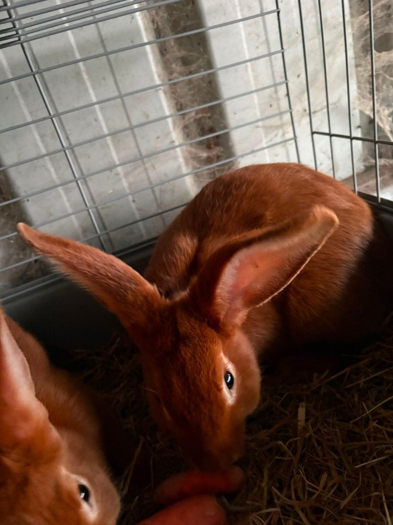 vaal van bourgondie, Dieren en Toebehoren, Dwerg, Hangoor