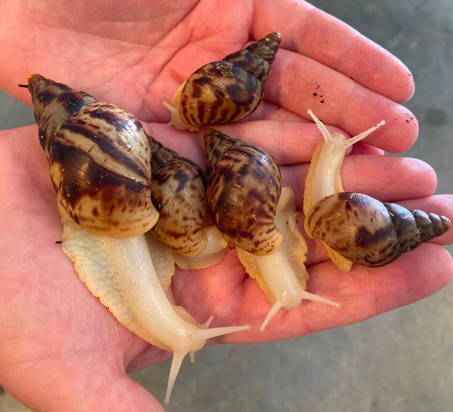 Afrikaanse reuzenslak (Achatina reticulata), Dieren en Toebehoren
