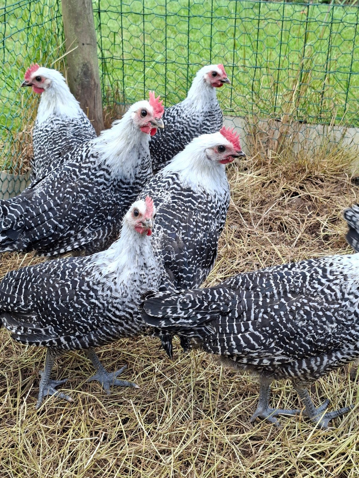 Hanen zilverbrakels, Dieren en Toebehoren