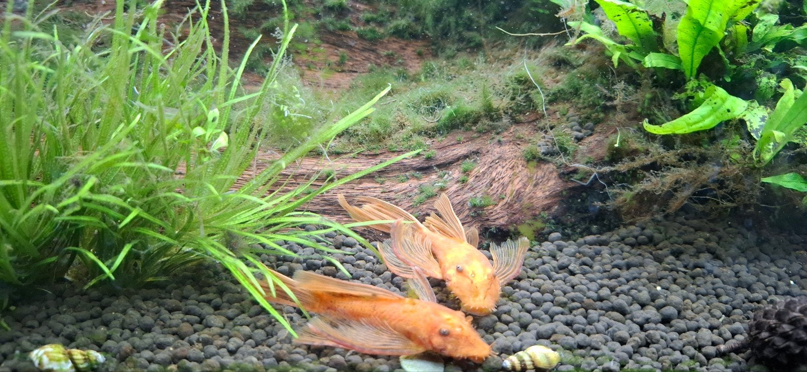 !GEZOCHT! vrouwelijke super red longfin ancistrus, Dieren en Toebehoren, Vis, Zoetwatervis