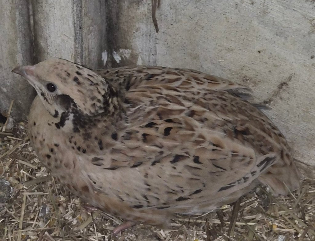 2 Japanse kwartel hennen, Dieren en Toebehoren, Pluimvee, Vrouwelijk, Overige soorten