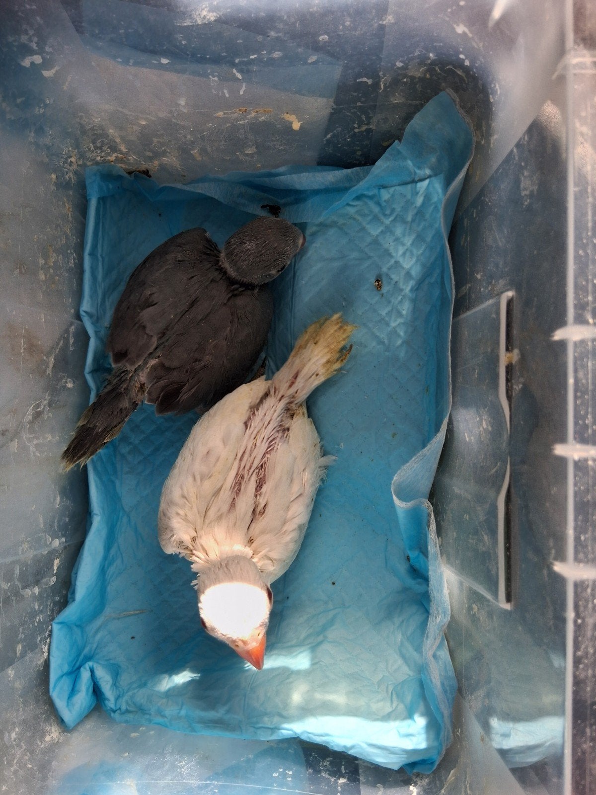 halsband, Dieren en Toebehoren, Vogels | Parkieten en Papegaaien, Geringd