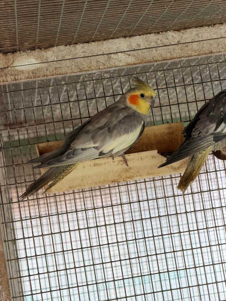 Male calopsittes edged 2025, Mâle