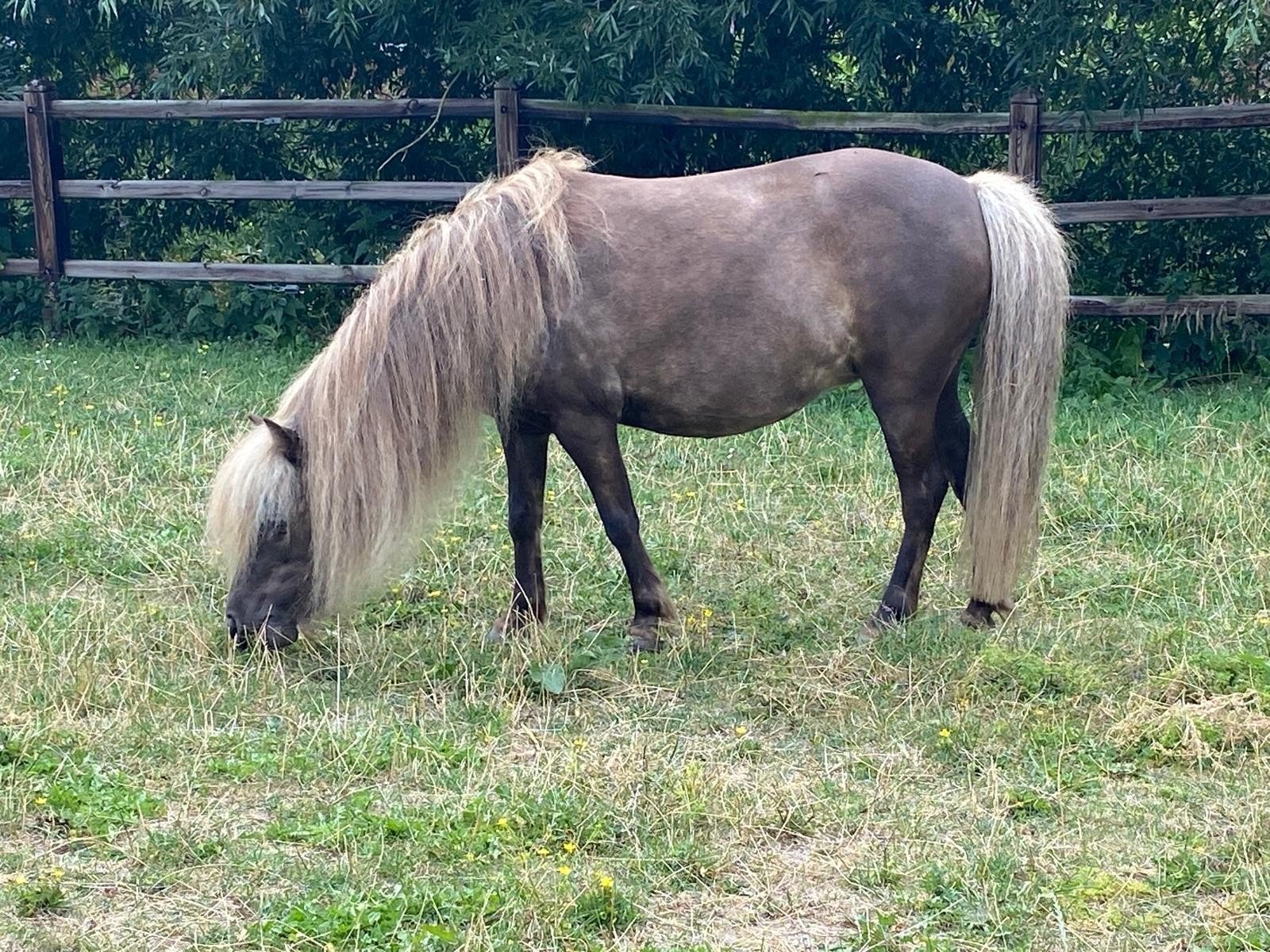 2 nmprs merries, Animaux & Accessoires, Poneys, Jument, Poney A (jusqu'à 1.17 m), Avec pedigree